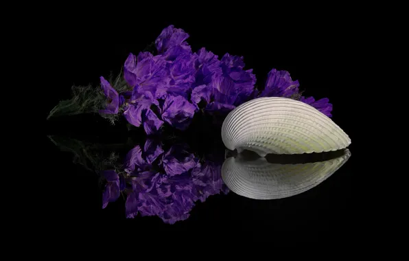 Flowers, reflection, shell