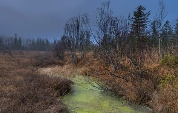 Autumn, nature, river