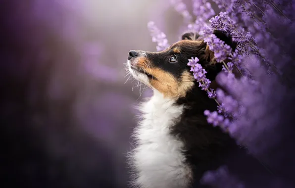 Look, flowers, background, portrait, dog, profile, face, lavender
