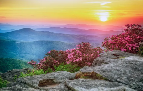 Forest, the sky, the sun, flowers, mountains, stones, dawn, height