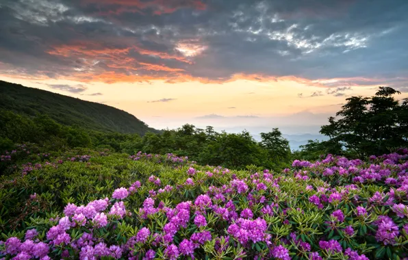 Greens, clouds, flowers, mountains, USA, Virginia, rhododendron, Shenandoah National Park