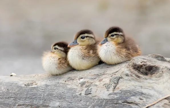Birds, duck, log, trio, ducklings, Chicks