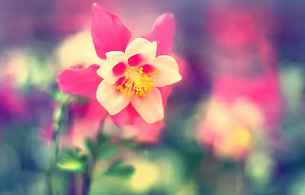 Flowers, petals, bokeh