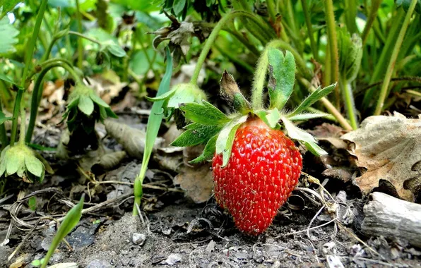 Picture greens, grass, leaves, macro, earth, Bush, strawberry, villi