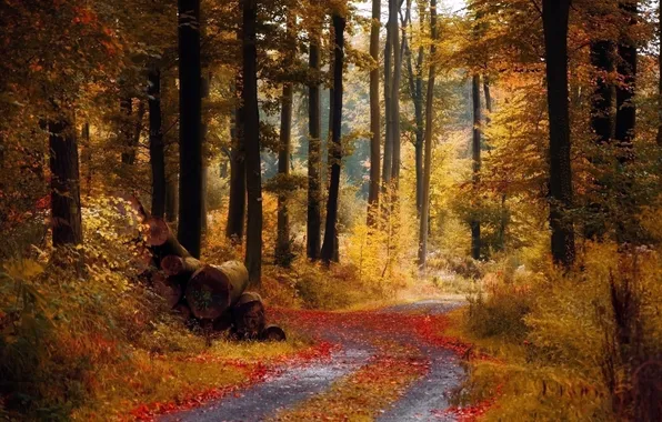 Picture autumn, forest, path