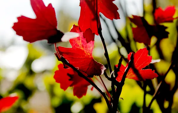 Autumn, leaves, macro