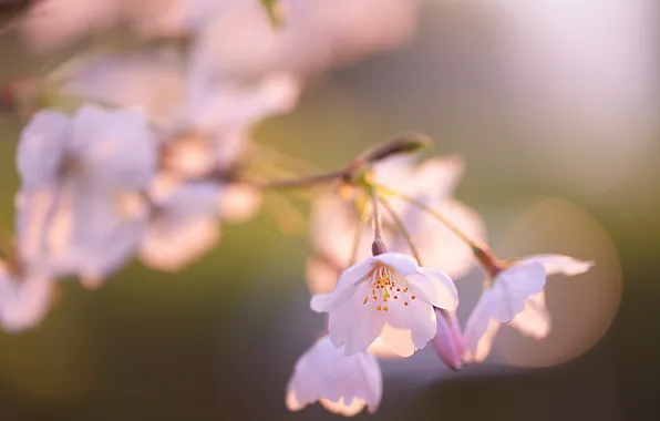 Light, flowers, cherry, branch, the evening, pink, the sun, setting