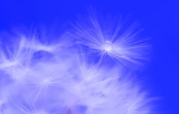 The sky, drops, Rosa, blade of grass