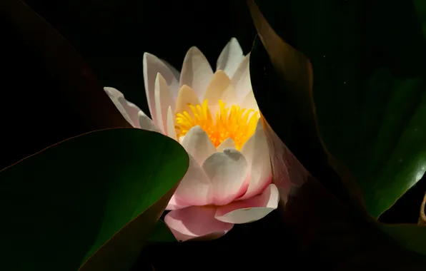 Flower, light, darkness, white petals, Elena Brezhitskaya, llotos, Honey with light and shadow