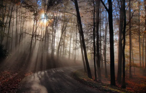 Road, autumn, forest, light