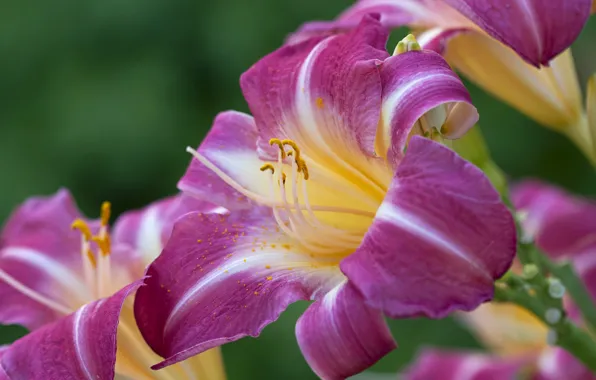 Picture macro, Lily, purple