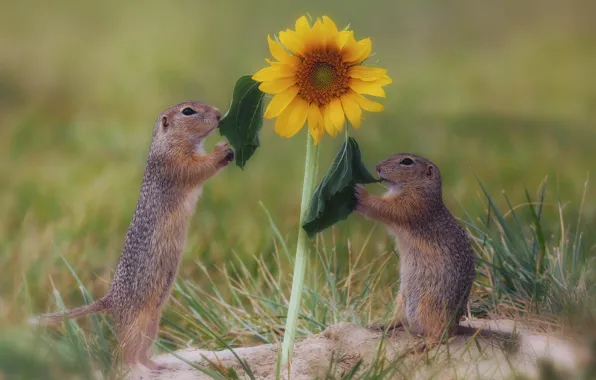 Field, flower, pose, glade, sunflower, gopher, stand