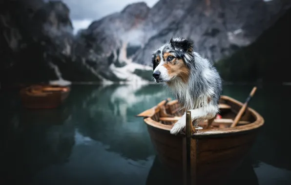 Mountains, nature, lake, animal, boat, dog, dog, The Dolomites