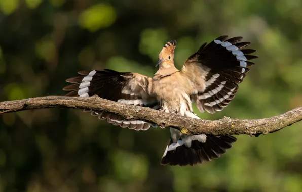 Pose, bird, wings, hoopoe