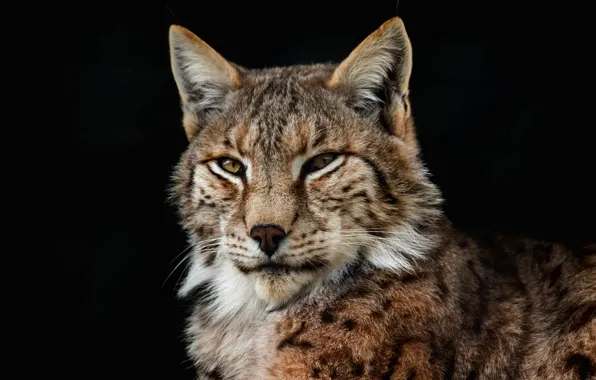Picture cat, look, face, the dark background, portrait, lynx, wild cat