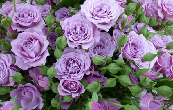 Roses, buds, lilac roses