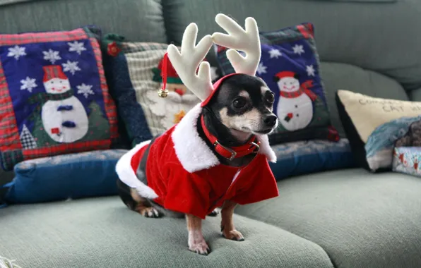 Picture sofa, Christmas, dog, outfit, horns