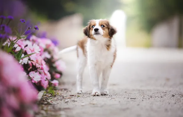 Road, summer, look, flowers, nature, pose, Park, dog