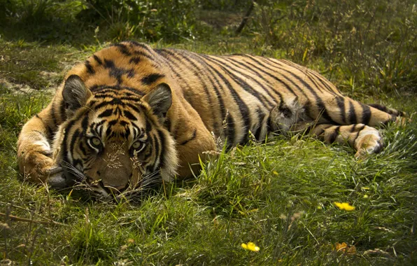 Picture look, tiger, predator, wild cat
