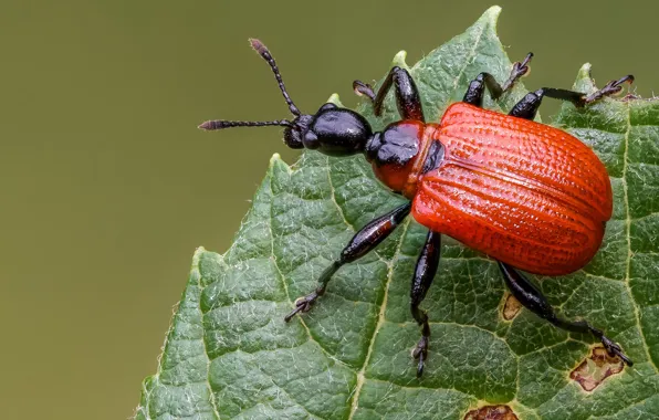 Macro, red, green, background, leaf, beetle, insect, bug