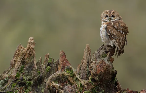 Picture owl, stump, chick, Gray owl