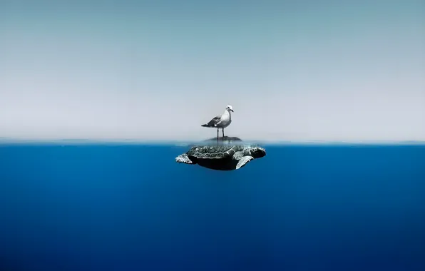 The ocean, turtle, Seagull, floats, operation, symbiosis