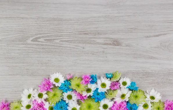 Flowers, colorful, white, chrysanthemum, wood, blue, pink, flowers