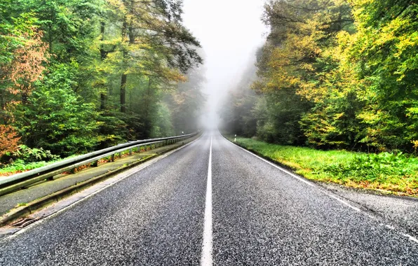 Picture fog, road, forest