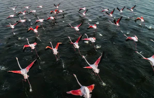 Picture water, wings, pack, running, Flamingo, the rise
