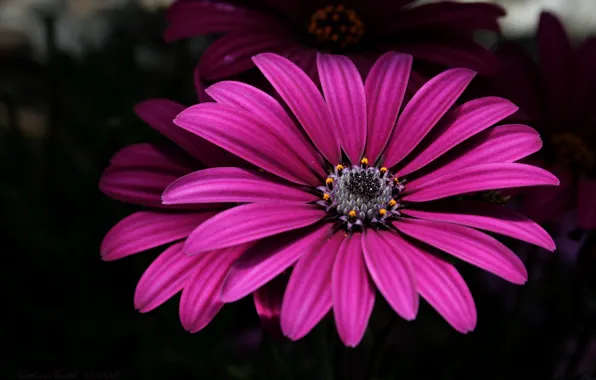 Picture flowers, Flowers, dark pink, dark pink