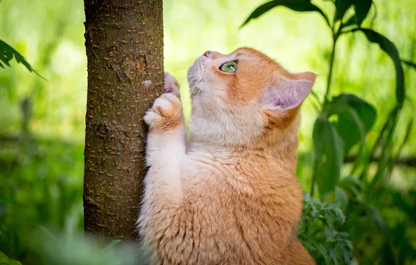 Cat, cat, look, pose, tree, red, profile, face
