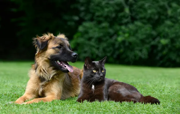 Greens, cat, the sun, trees, nature, each, lawn, dog