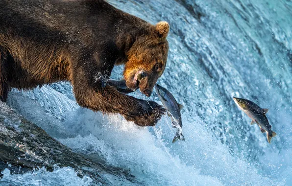 Water, light, pose, river, jump, for, fishing, paw