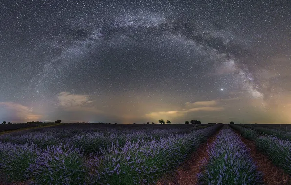 Summer, the sky, stars, flowers, night, dal, The milky way, the ranks