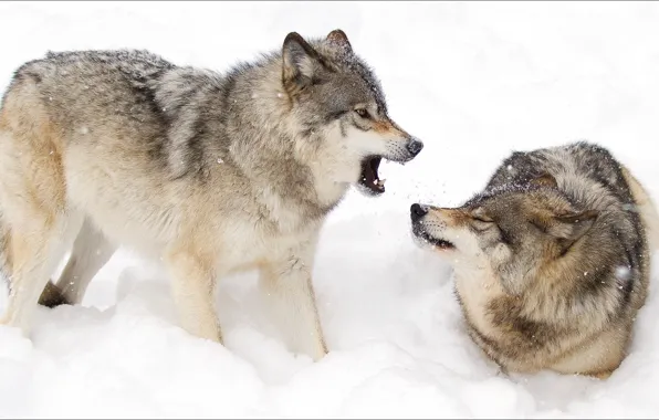 Winter, animals, pair, wolves, Nature, animals, winter, woles