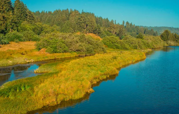 Picture autumn, forest, the sky, grass, trees, river