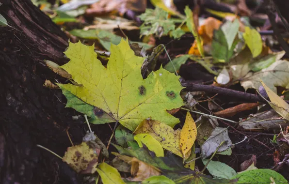 Autumn, leaves, trees, nature, trees, autumn, maple leaves, autumn colors