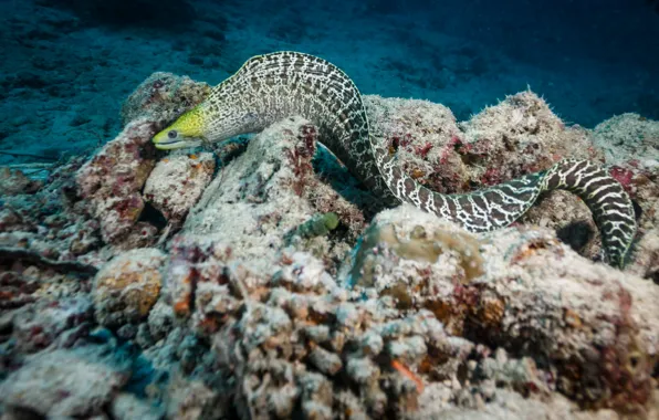 Wallpaper colors, reef, eel for mobile and desktop, section животные ...