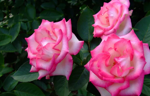 Picture petals, leaves, garden, roses, the bushes