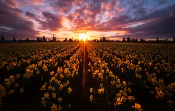Field, the sky, sunset, flowers, yellow, daffodils, plantation, Washington State