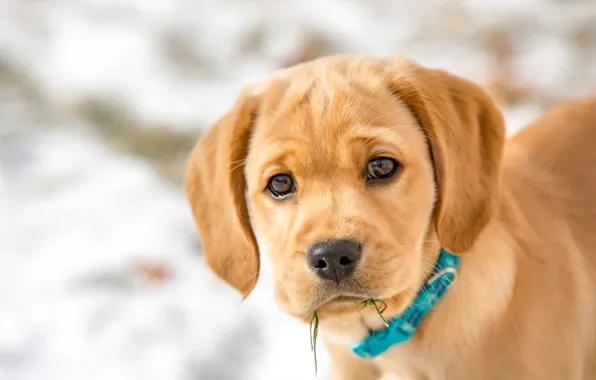 Look, dog, puppy, face