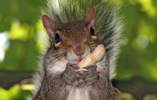 Squirrel, cute, peanut, foreground