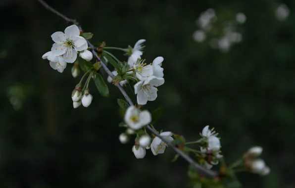 Happiness, spring, flowering