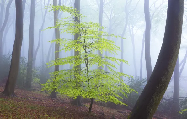 Picture forest, trees, fog, spring