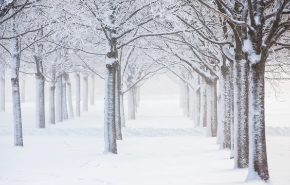 Winter, snow, trees, frost