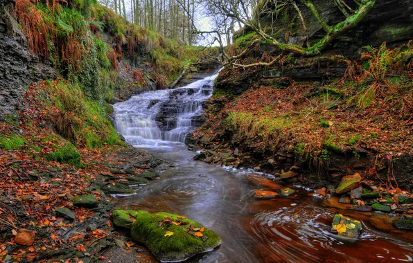 Autumn, forest, leaves, trees, stream, stones, England, waterfall