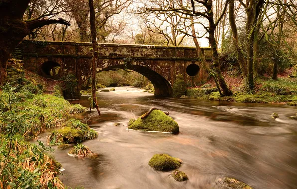 Picture forest, bridge, river, stones, moss