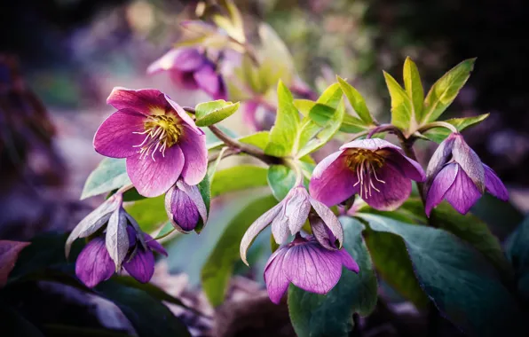 Macro, flowers, Purple, hellebore