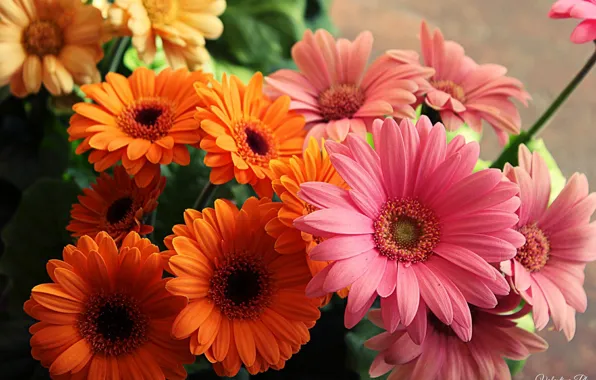 Picture flowers, orange, yellow, pink, bright, bouquet, beautiful, yellow