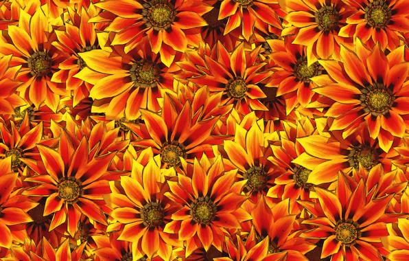 Picture flowers, background, a lot